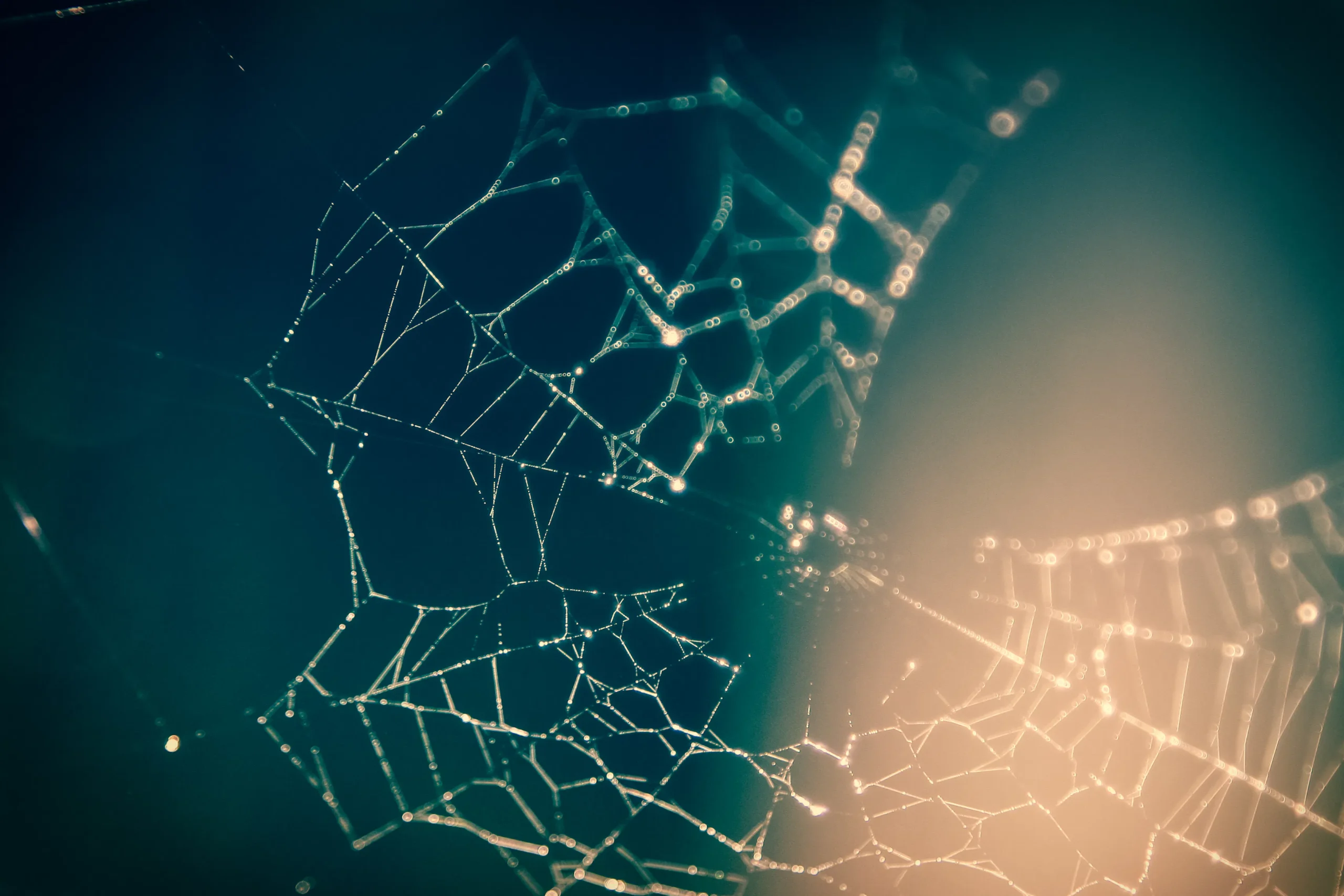 Close-up of a spiderweb with dew drops against a dark blue and light background.